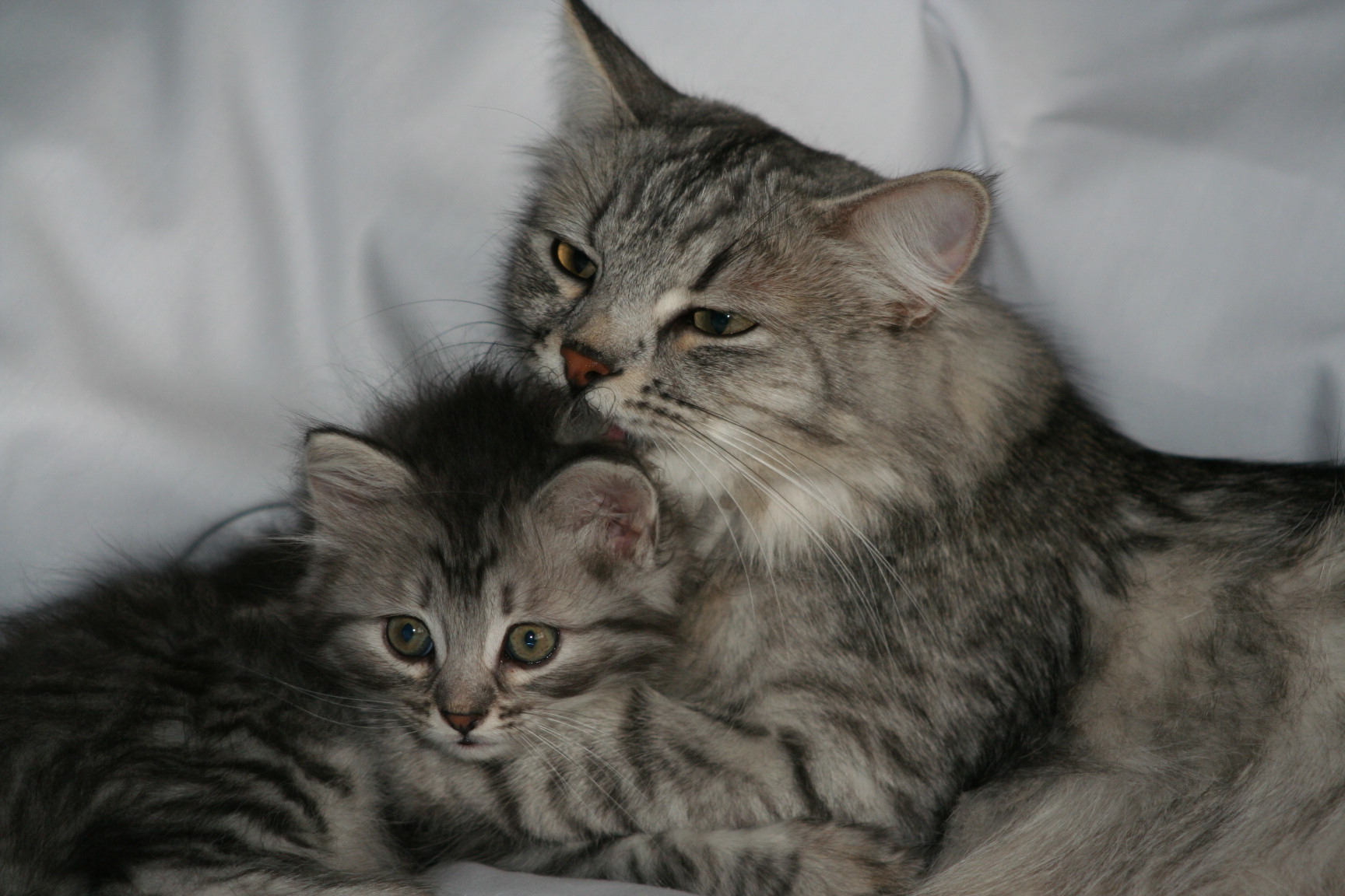 Willow and Anyanka
